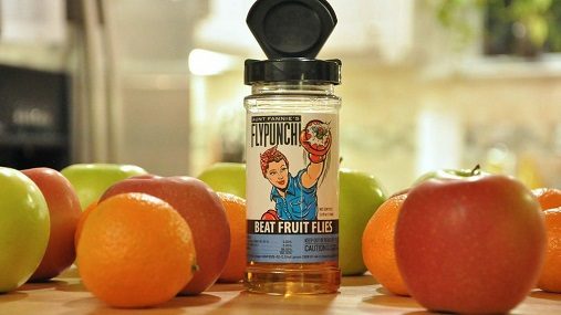 FlyPunch! founder builds brand for natural fruit fly killer from Greenville