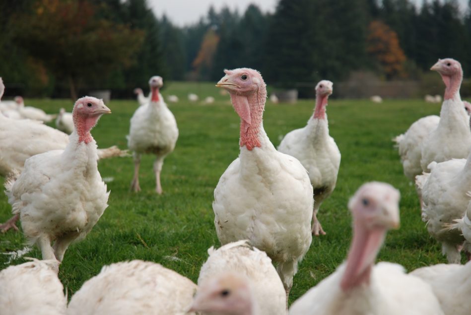 Family Owned Turkey Ranch Launches Sustainability Initiative ...