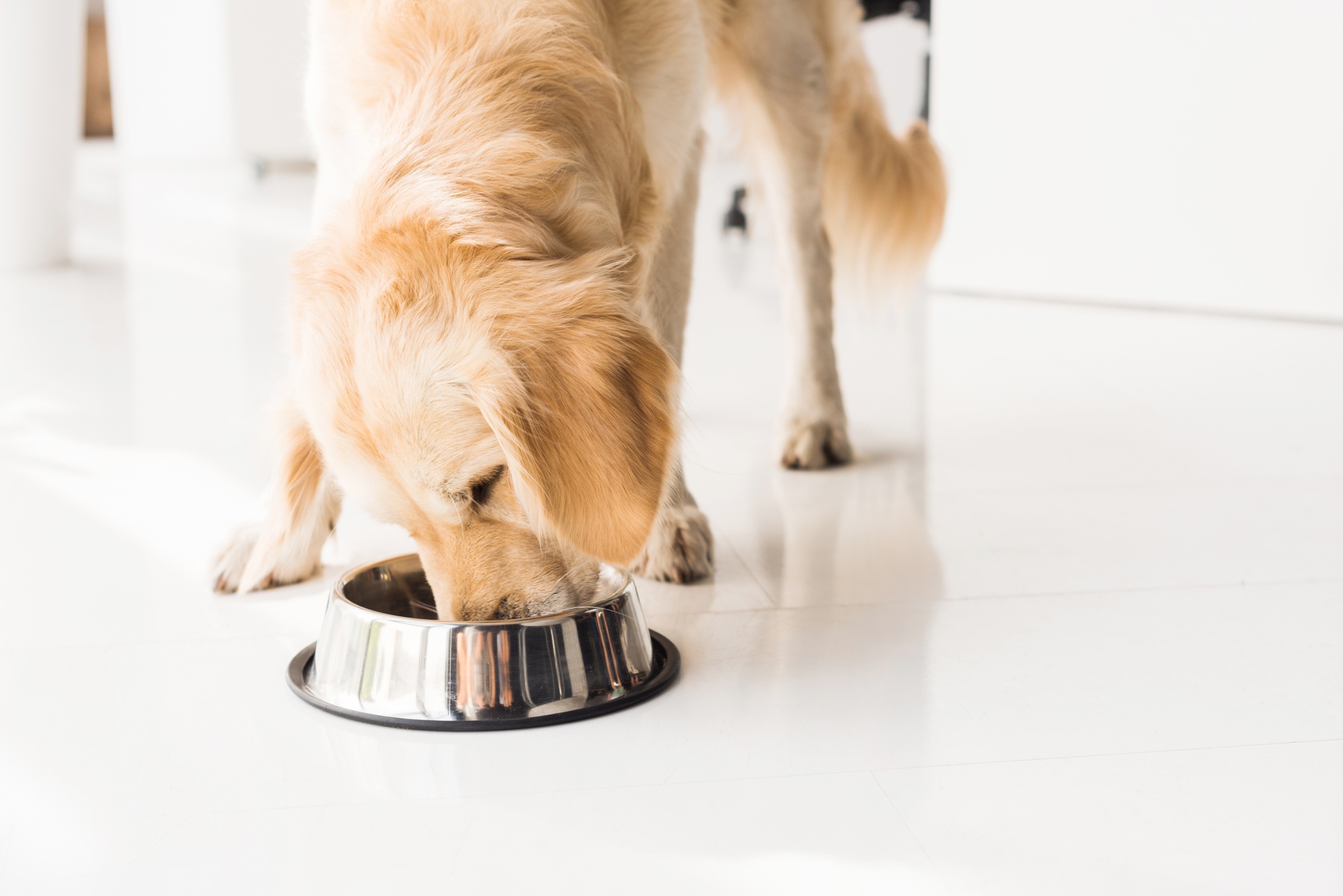 Using Food Therapy to Keep Pets Naturally Healthy WholeFoods