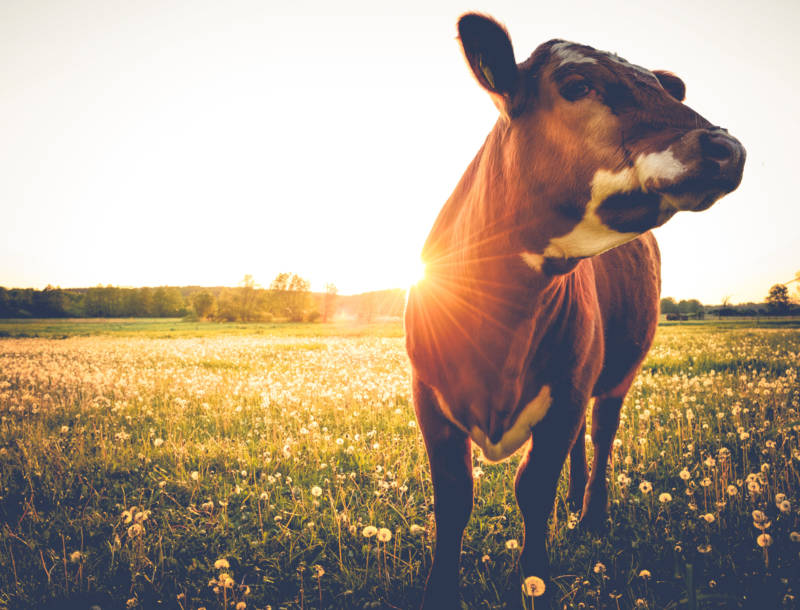 Ben & Jerry's Removes "Happy Cow" Claims From Packaging | WholeFoods ...