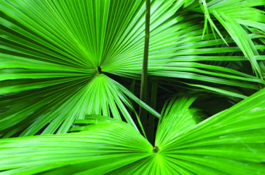 saw palmetto