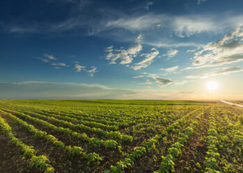 Organic farm, regenerative agriculture.