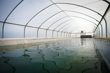 SimpliiGood Spirulina farm.jpg