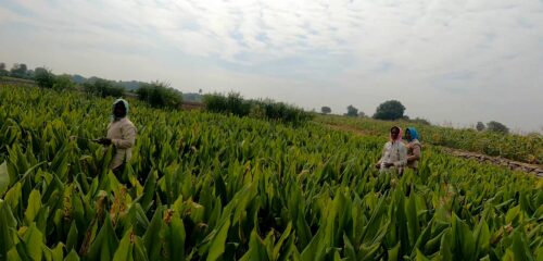 women of the Ankapur village in India are an integral part of turmeric farming.