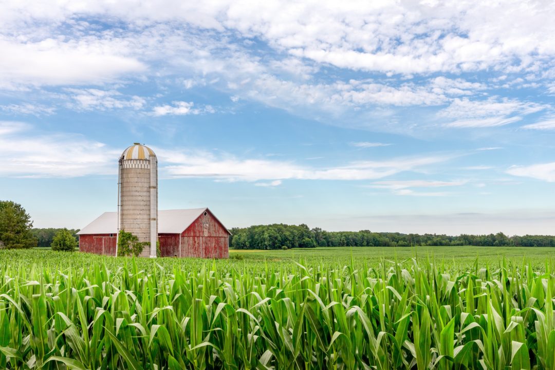 Classic red barn and silo set in a field of green corn and under a blue sky.