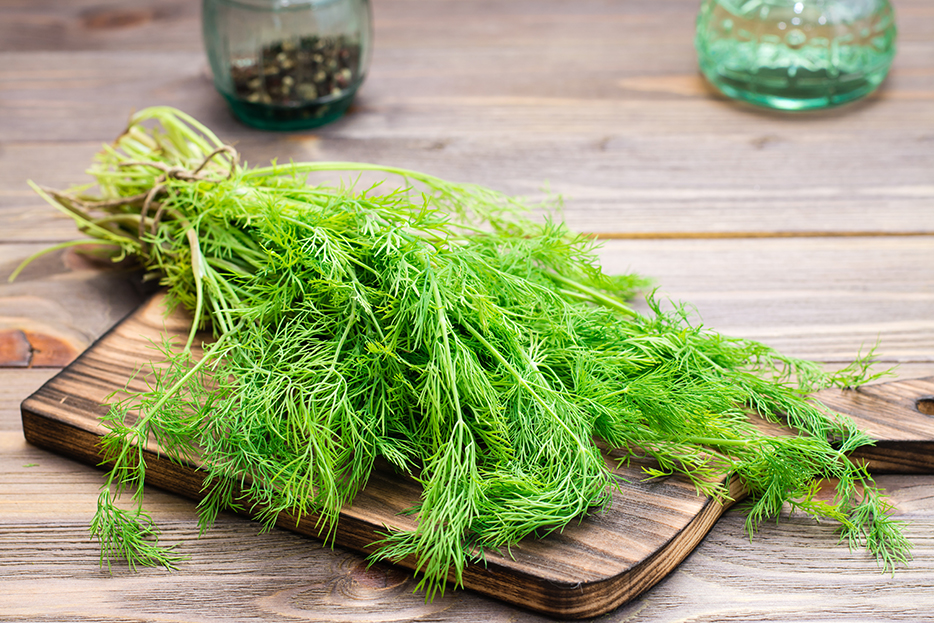 Herb of the Month: Dill