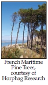 French maritime pine trees