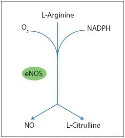 eNOS (Figure 3)