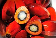 Palm Oil Seed, Palm Oil, Oil Palm