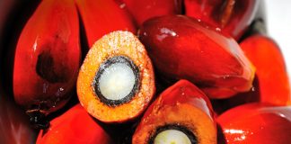 Palm Oil Seed, Palm Oil, Oil Palm