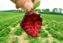 nerina strawberries