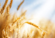 wheat metabolic syndrome