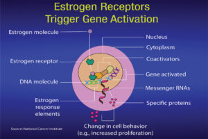 Figure 4b: The changes within the estrogen receptor activate genes that initiate specific proteins. Courtesy of National Cancer Institute