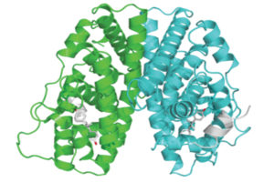 Figure 3: Depiction of an alpha-estrogen receptor to illustrate that it is a long protein that folds in such a manner as to attract and hold molecules of estrogens.