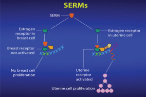 Figure 7: Selective estrogen receptor modulators (SERMs) can produce different responses in different tissues. Courtesy of National Cancer Institute.