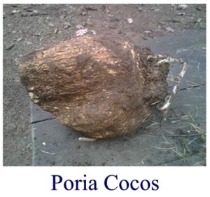 Poria Cocos