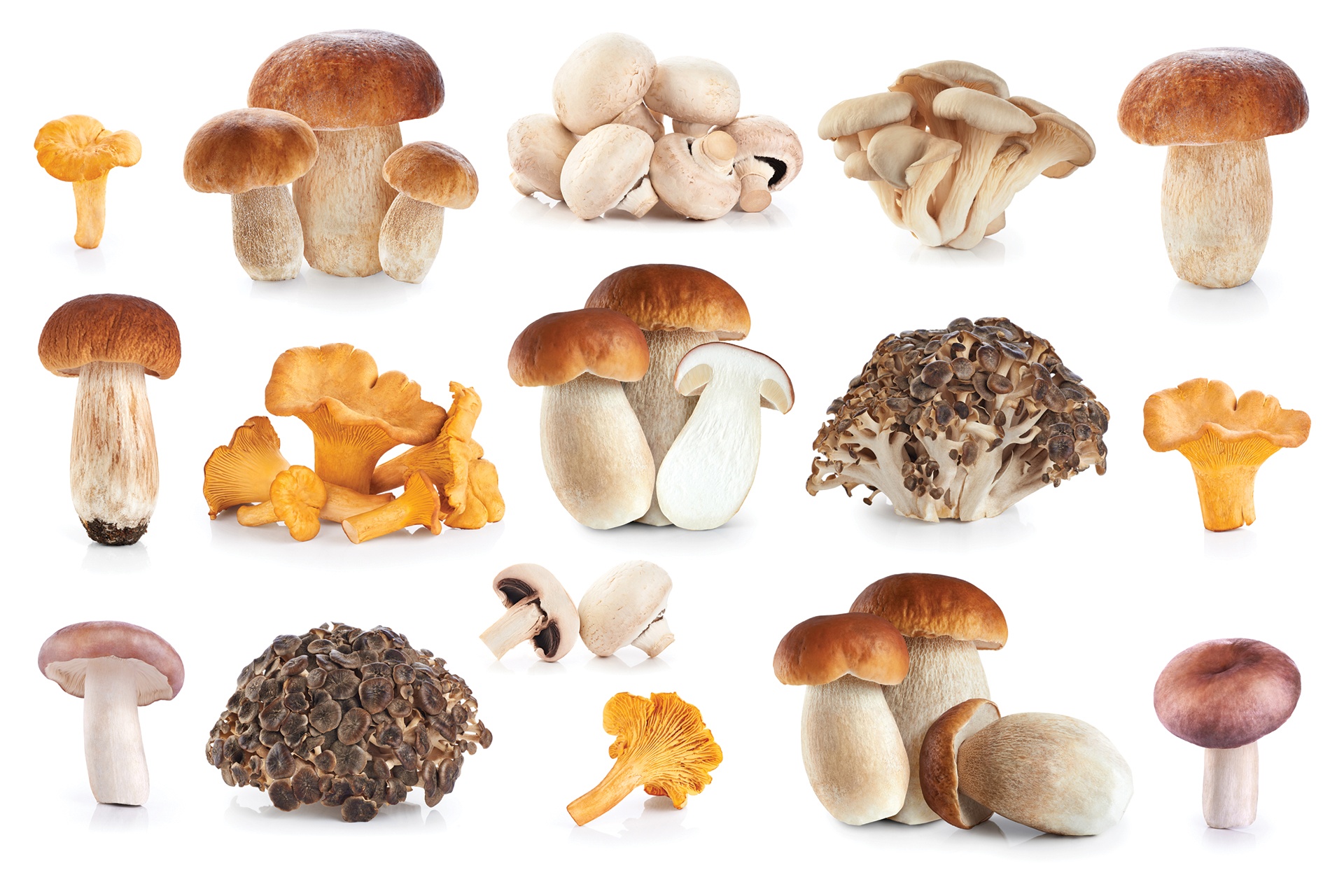Make Room for Mushrooms | Whole Foods Magazine