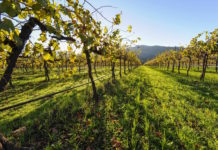 Frey Vineyards Mendocino County