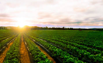 organic farming agriculture crops