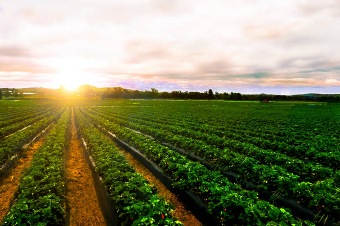 organic farming agriculture crops