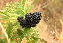 Black elderberry close up