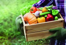 Farmer holds in hands wooden box with vegetables produce in garden. Fresh and organic food.