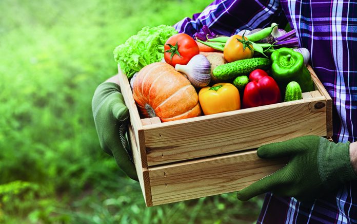 Farmer holds in hands wooden box with vegetables produce in garden. Fresh and organic food.