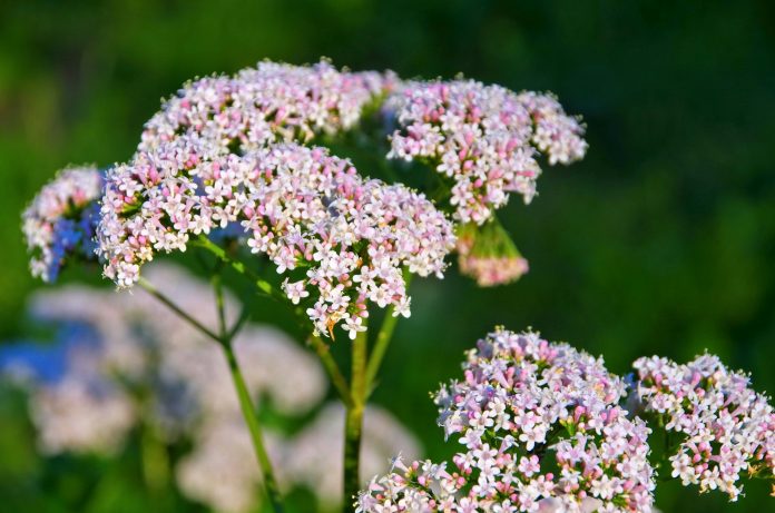 Valeriana, a herbal plant