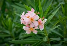 A Pink Oleander Flower Growing on the Caribbean Island of Antigua