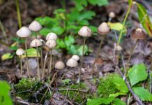 psilocybin mushrooms for psychedelic therapy