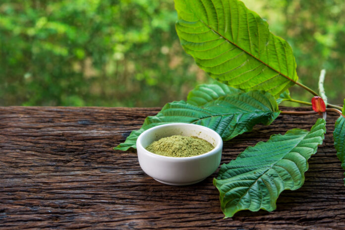 Mitragynina speciosa or Kratom leaves with powder product in white ceramic bowl on wood table and blurred nature background