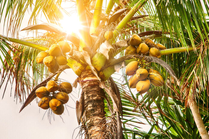 closeup of coconut tree with coconuts in the sunlight