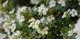 Bacopa monnieri, herb Bacopa is a medicinal herb used in Ayurveda, also known as "Brahmi", a herbal memory .