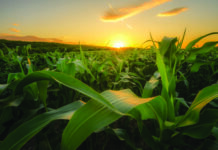 Young green corn growing on the field at sunset. Young Corn Plants. Corn grown in farmland, cornfield.