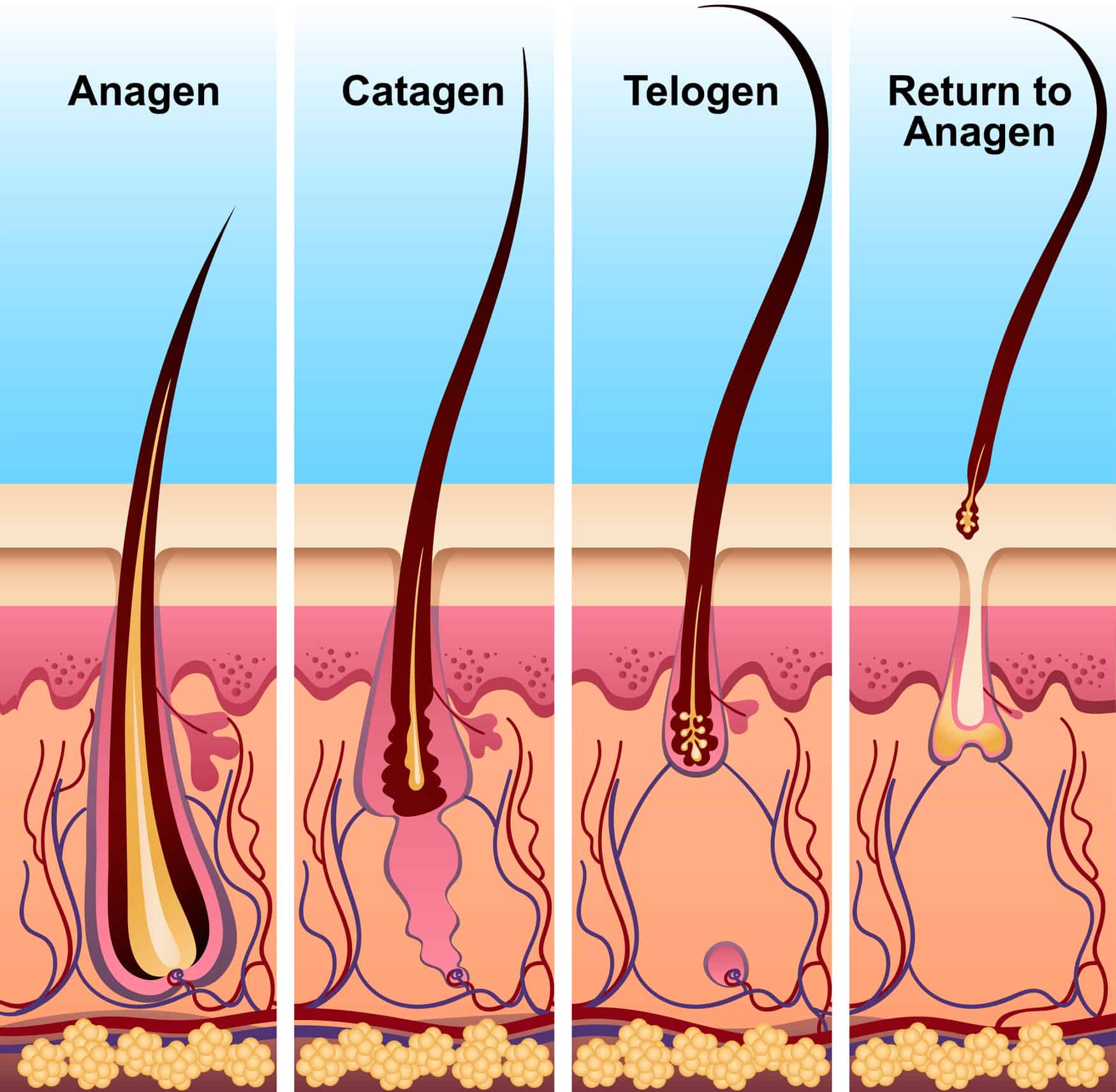 Image ID: Depiction of the hair growth cycle. It starts with an image of a large follicle, connected to small veins that are carrying nutrients to it, with a hair coming out of it, labeled Anagen; and then there's a section where the follicle has shrunk and moved closer to the surface of the scalp, labeled Catagen; this is followed by an image of the follicle no longer connected to veins, now smaller than before, with the hair beginning to disconnect from the follicle, labeled Telogen; and finally the fourth section shows the hair sitting in the surface of the scalp, no longer in the follicle at all, labeled "Return to Anagen." End ID. 