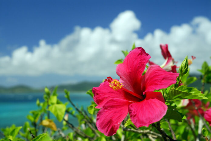 Hibiscus flower with the sea in the background