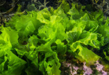 Sea lettuce growing underwater in the Gulf of St.Lawrence
