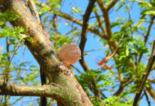 Acacia gum. Image courtesy of Nexira.