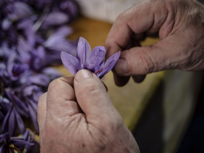 A picture of a woman's hands, holding a piece of saffron, from which she is removing the stigma.