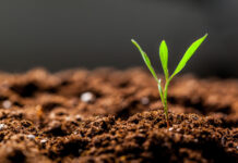 Growing Young Green Seedling Sprout in Cultivated Agricultural Farm Field close up
