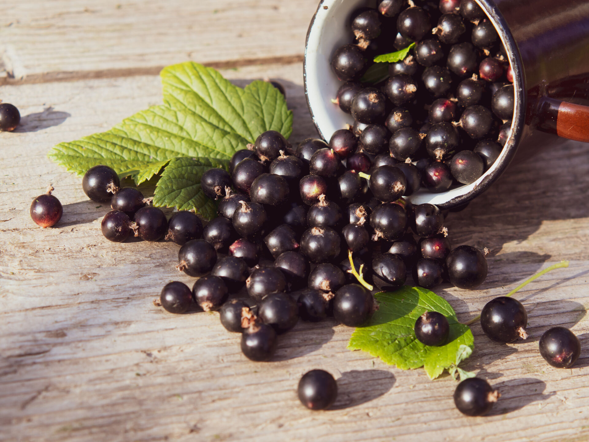 The Eyes Have It: How Black Currants Support Better Vision - WholeFoods  Magazine