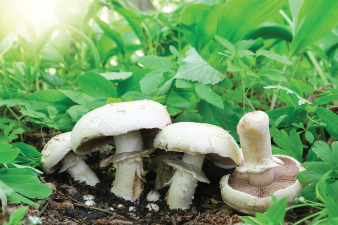 Mushrooms growing in field