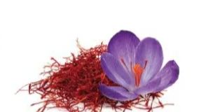 saffron plant with purple flower