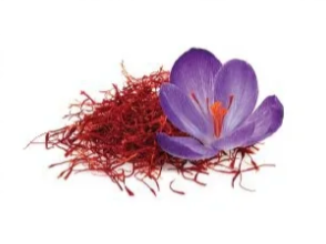 saffron plant with purple flower