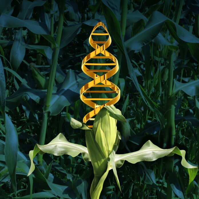 Genetically Modified Crops with synthetic biology