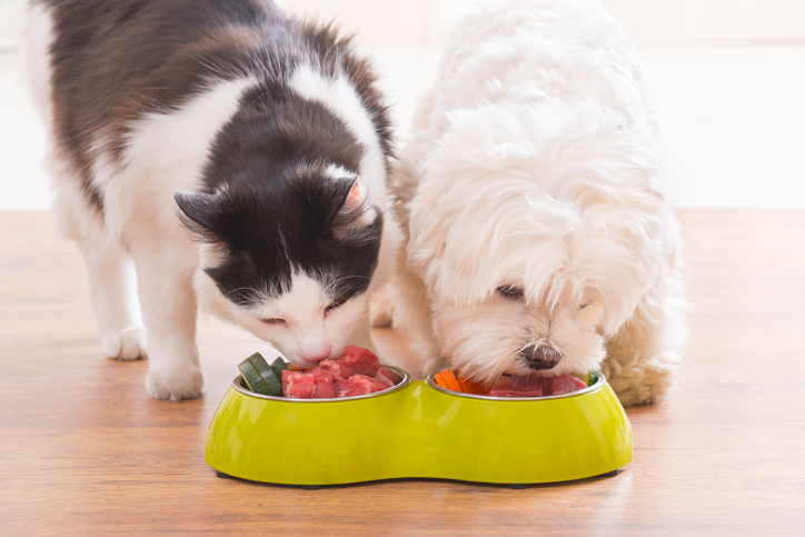5 Pet Health Trends for 2023